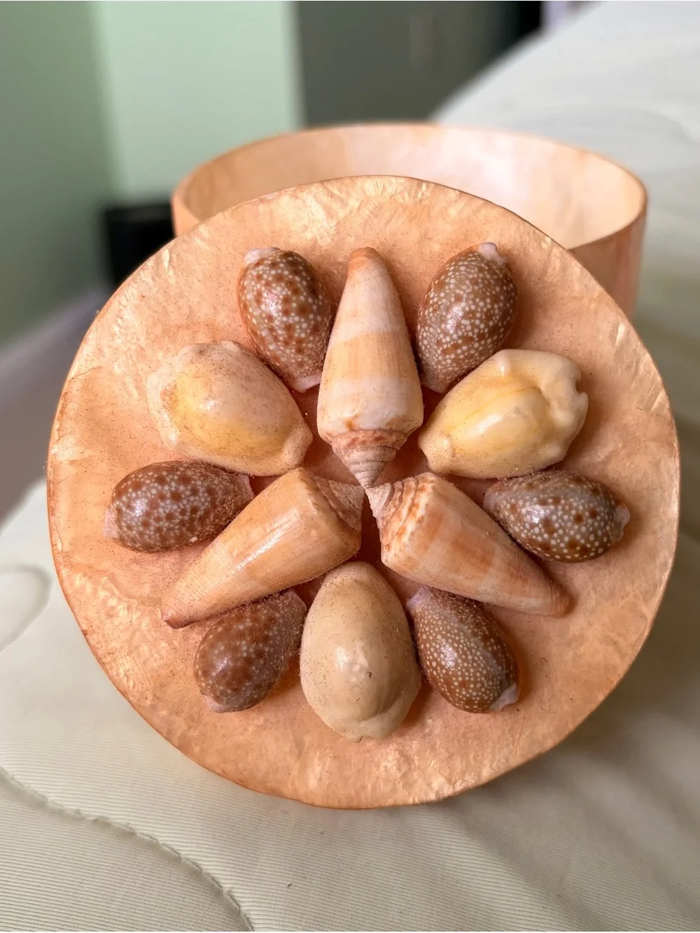 Charming Vintage Natural Seashell Trinket Box Accent